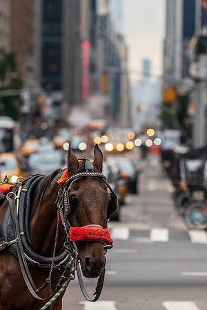 NYC 2019-06248