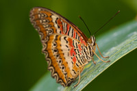 Butterfly Collection