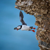 RSBP Bempton