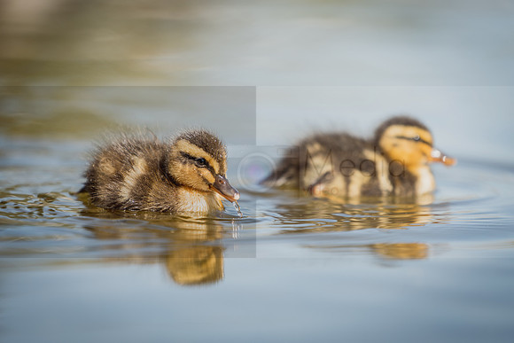Bishop Burton Ducks-00178