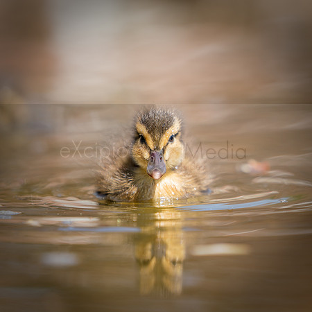 Bishop Burton Ducks-00195