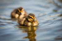 Bishop Burton Ducks-00131