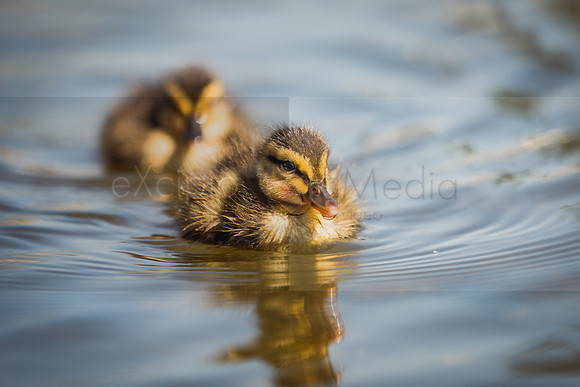 Bishop Burton Ducks-00131