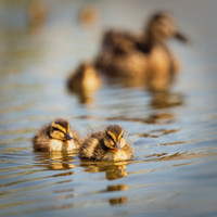 Bishop Burton Ducks-00128