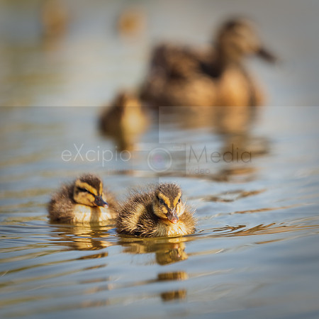 Bishop Burton Ducks-00128