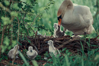 Baby Birds