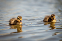 Bishop Burton Ducks-00101