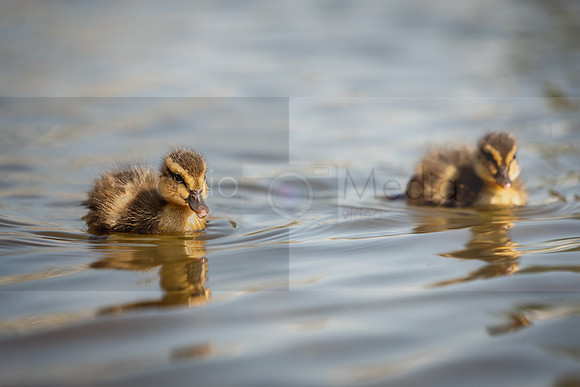 Bishop Burton Ducks-00101