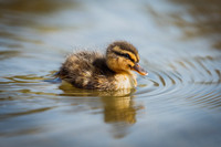 Bishop Burton Ducks-00149