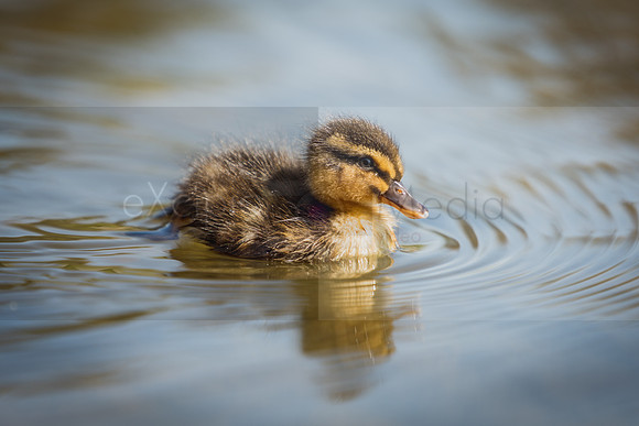 Bishop Burton Ducks-00149