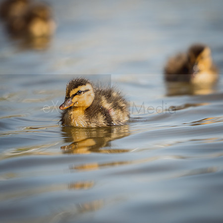 Bishop Burton Ducks-00113