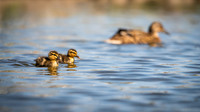 Bishop Burton Ducks-00088