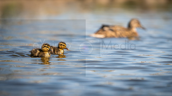 Bishop Burton Ducks-00088