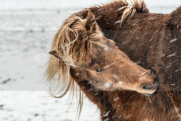 Iceland 2019-09750