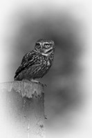Wildlife Collection