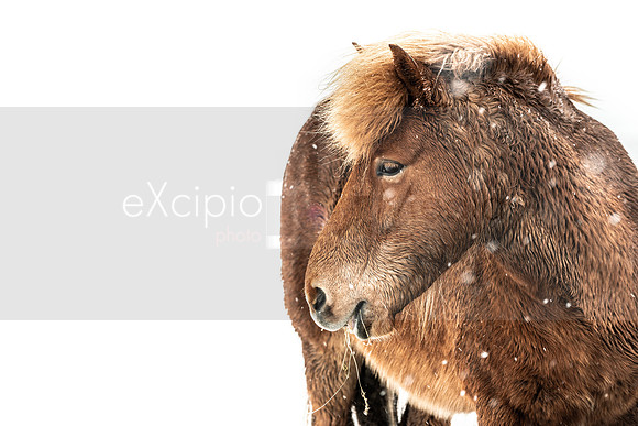Iceland 2019-09769