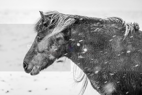 Iceland 2019-09776