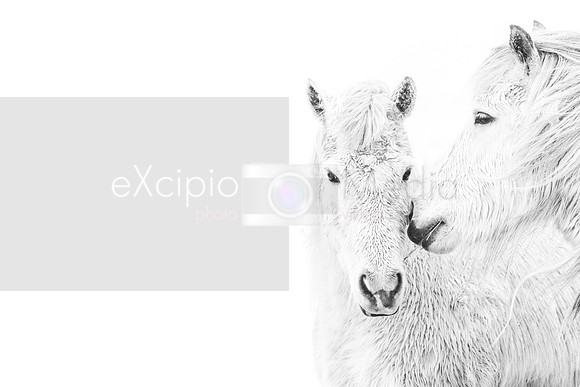 Iceland 2019-09707