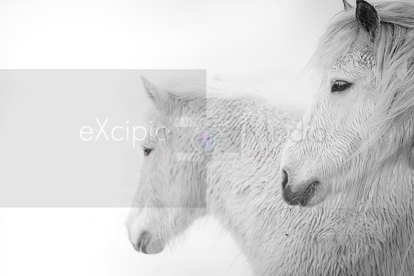 Iceland 2019-09725
